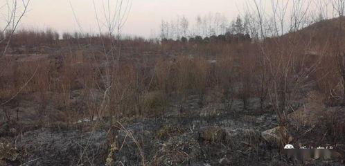 狮子山爆料视频最新,最新热点事件深度解析 第2张 狮子山爆料视频最新,最新热点事件深度解析 第2张